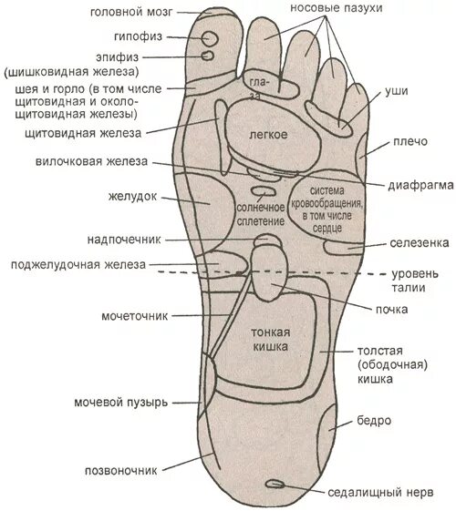 Су джок проекция органов на стопе. Точки стопы отвечающие за органы на стопе ноги. Акупунктурные точки на стопе. Точки на ступнях отвечающие за органы для массажа. Рефлекторные зоны стопы схема.