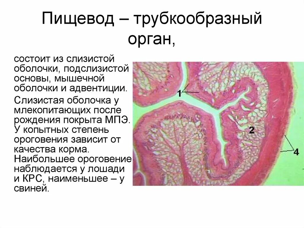 Подслизистая пищевода