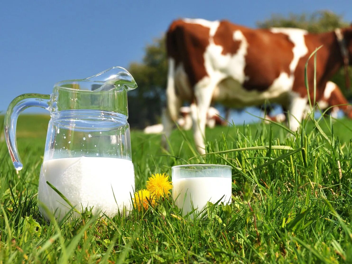 Молоко полученное от коровы 5. Коровье молоко. Молоко домашнее. Молоко от коровы. Корова для молока.