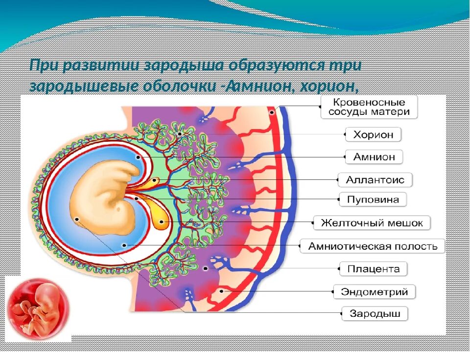 Плацента на какой неделе. Зародышевые оболочки амнион и хорион. Строение зародышевых и плаценты. Эмбриональные оболочки хорион амнион аллантоис. Строение зародыша хорион амнион.