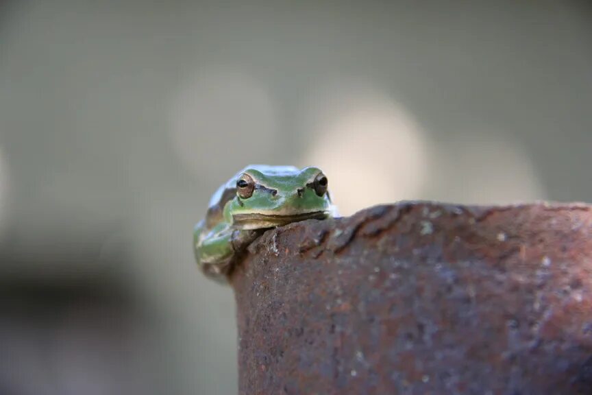 тоска зеленая картинки. тоска по зеленым черепашкам. черепашки-ниндзя фильм 2016. тоска зеленая фразеологизм. тоска по зеленым черепашкам.
