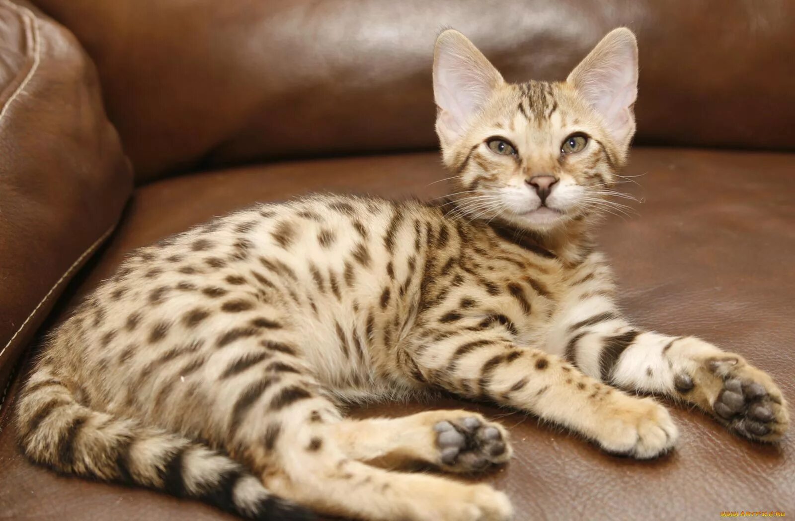 Гипоаллергенные коты. Кошка Ашера. Котята породы Ашера. Королевская Ашера. Коты породы Ашера.
