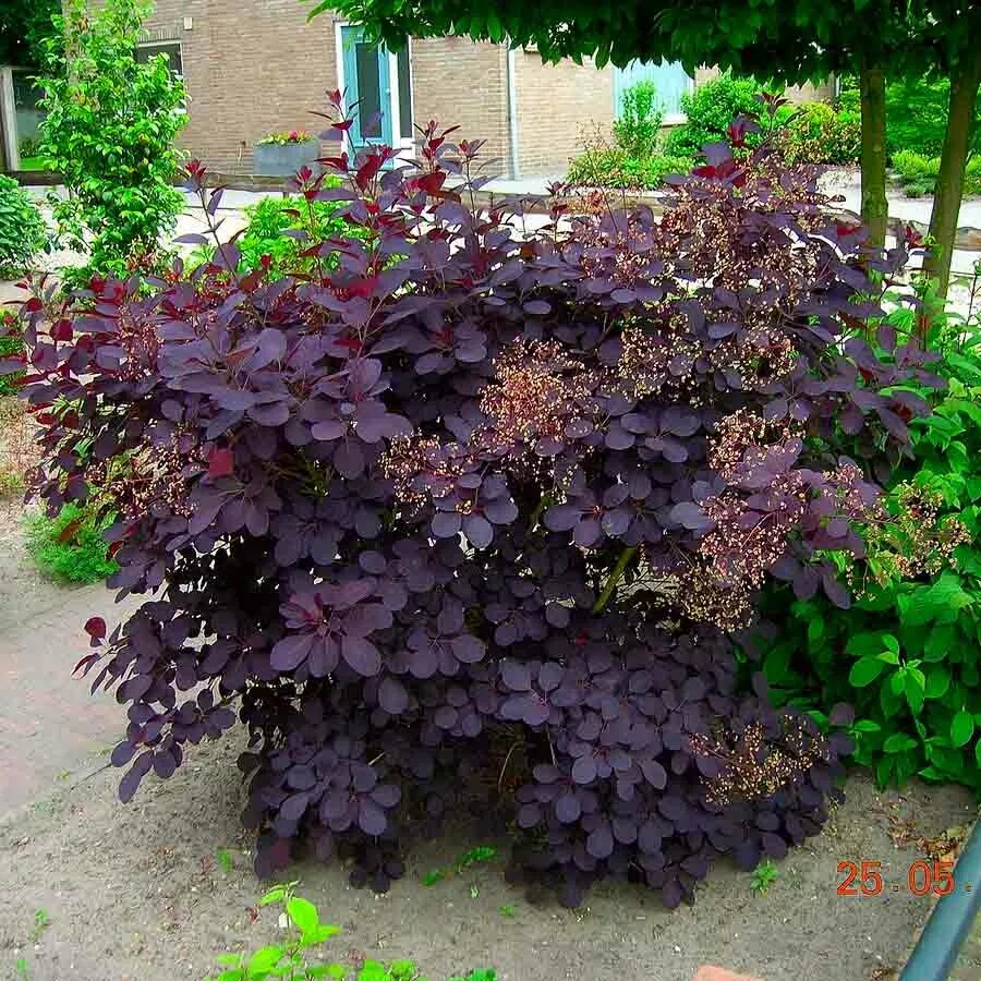 Куст с фиолетовыми листьями. Куст с фиолетовыми листьями
