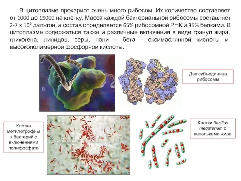 Рибосомы прокариот. Цитоплазма прокариот. Рибосомы бактерий. Клеточные включения прокариот.