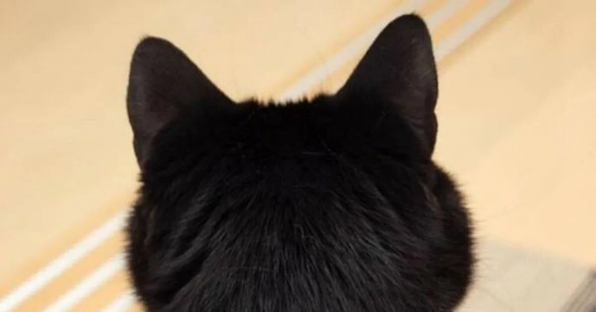 Морда ската. Затылок кота. Кот сверху. Кошачьи затылочки. Кошачьи затылочки.