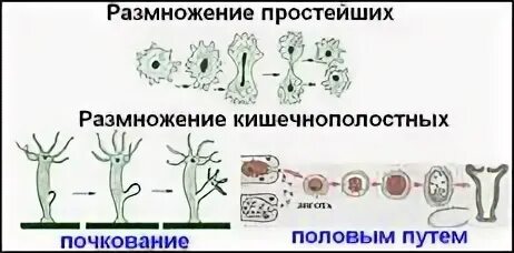 Размножение и развитие 10