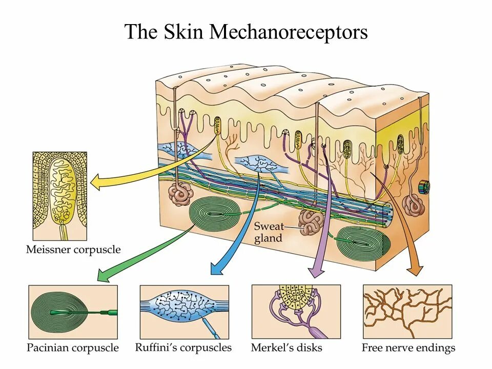 Ядро скопление тел нейронов. Узлы нервной системы человека. Скопление тел нервных. Скопление тел нервных. Структурные элементы нейрона.