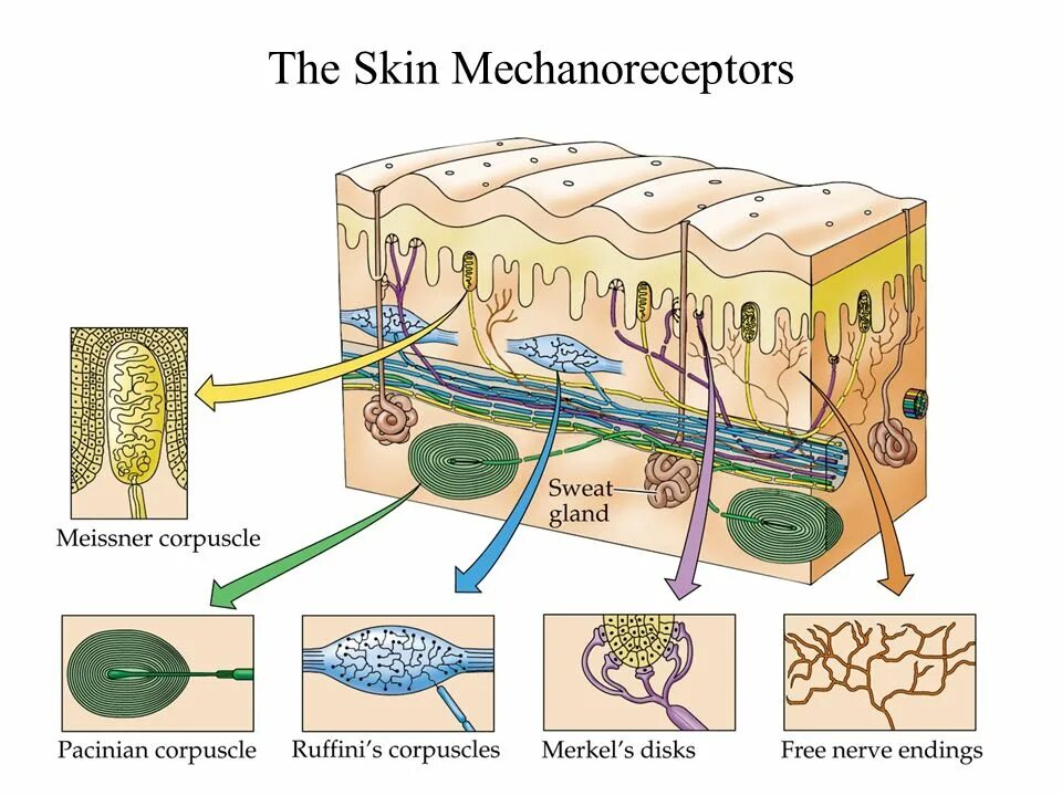 Кожно нервные. Механорецепторы Руффини. Нервно рецепторный аппарат кожи. Тактильные рецепторы и терморецепторы кожи. Тельца Меркеля рецепторы кожи.