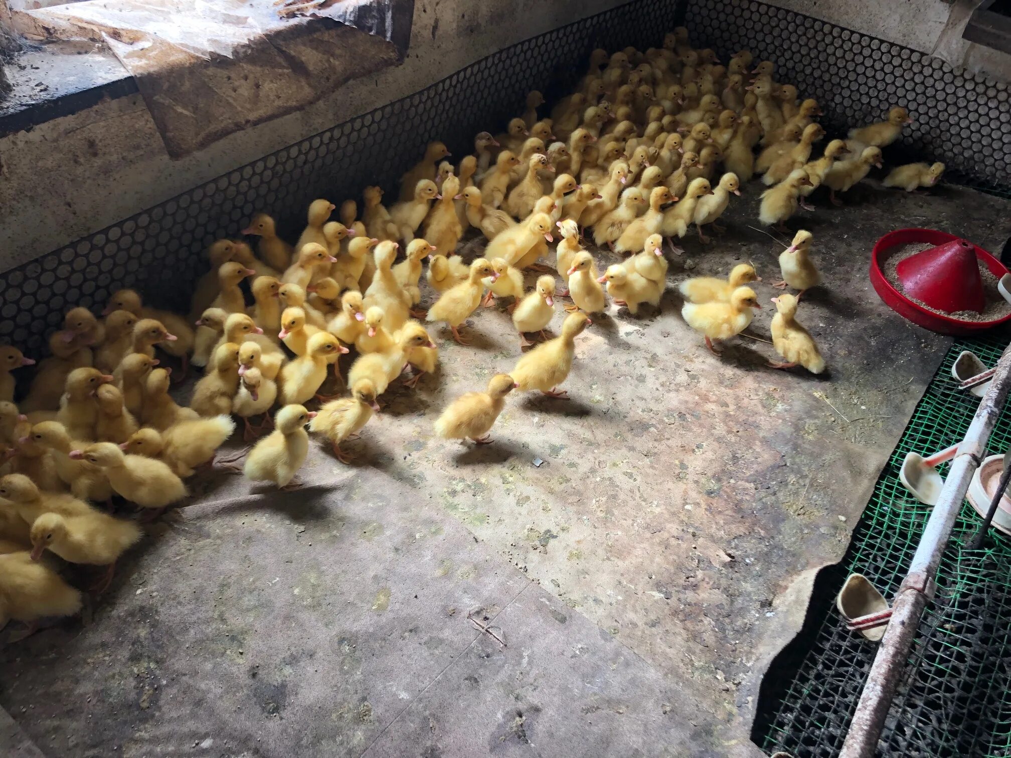 Лпх ключи курганская область цыплята. Лпх ключи курганская область. Лпх ключи курганская область. Лпх ключи курганская область. Курган лпх прайс.