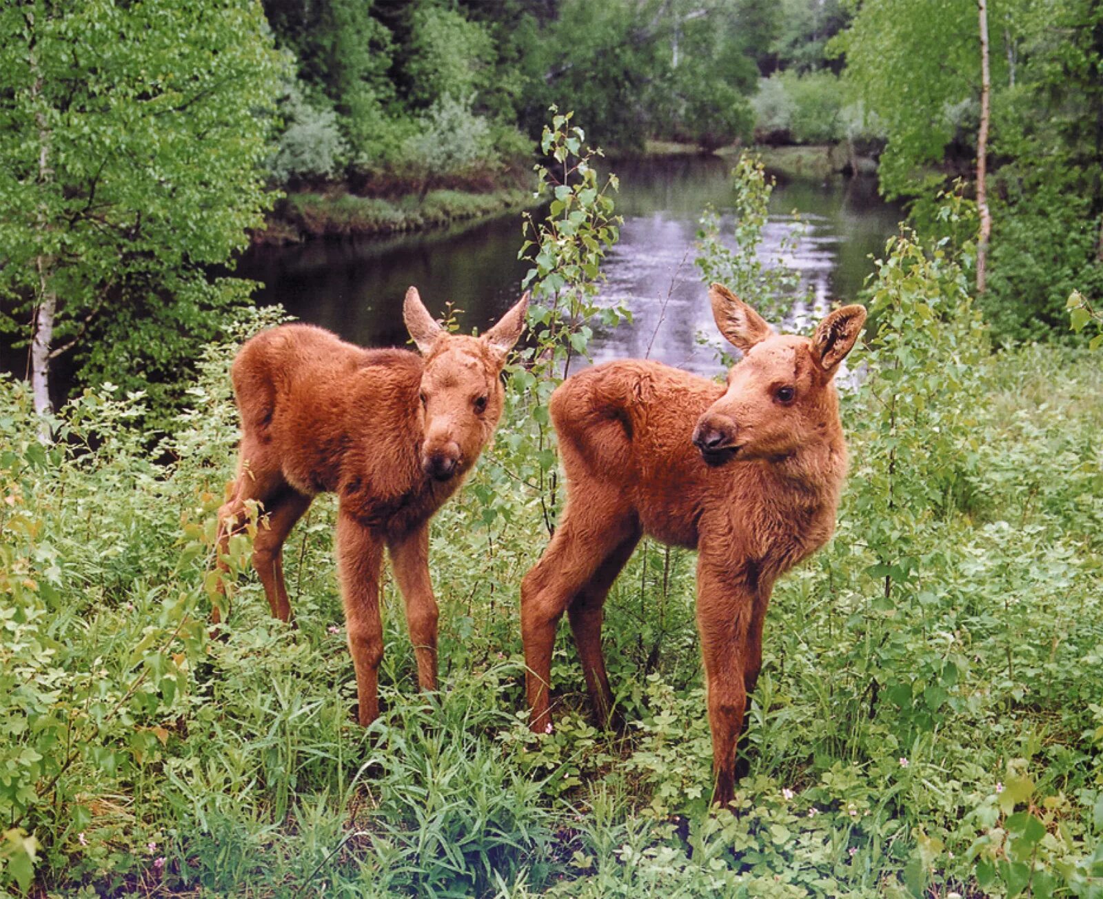 заповедник малая сосьва тюменской области. заповедник малая сосьва хмао. заповедник малая сосьва в хмао-югре. заповедник малая сосьва хмао. заповедники хмао малая сосьва.