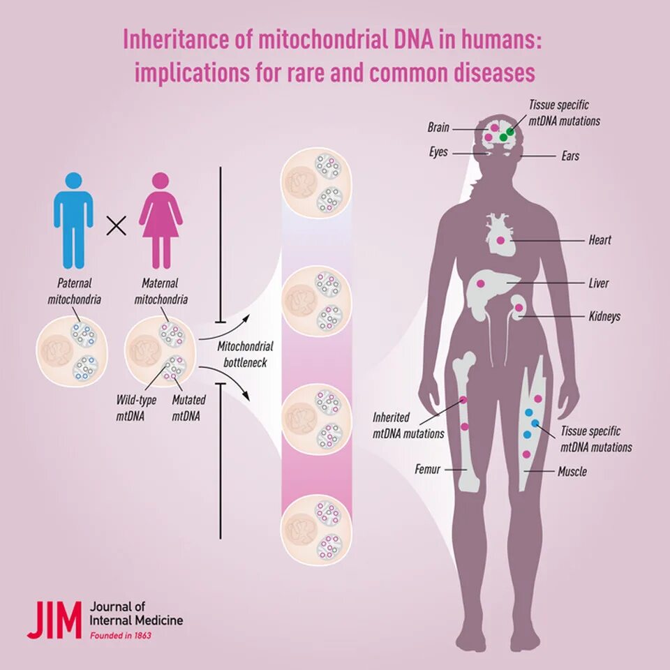 Mitochondrial Inheritance. Mitochondrial DNA. Human mitochondrial DNA.. Human disease