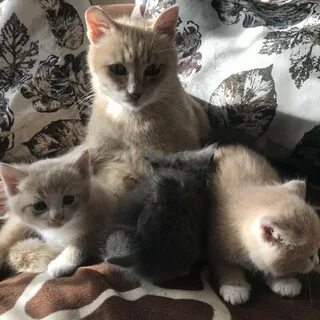 Куда можно пристроить котят