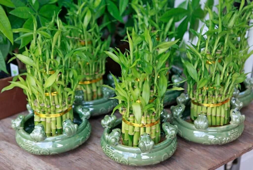 Драцена сандера размножение. Бамбук лисохвостник. Драцена сандера лаки бамбук. Драцена сандера черенкование. Размножение бамбука.