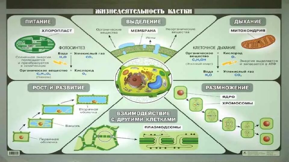 Растительная клетка обмен веществ. Процесс жизнедеятельности растительной клетки схема. Жизнедеятельность клетки питание клетки. Клеточное дыхание схема 6 класс. Процессы в клетках растений.