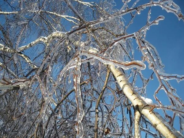 Березки лед. Обледеневшие деревья. Береза во льду. Обледенелые берёзы. Ветка березы зимой.