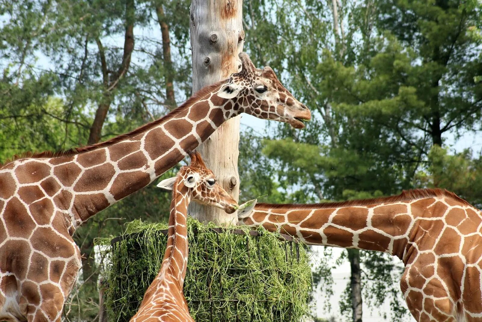 Giraffes are thin than hippos