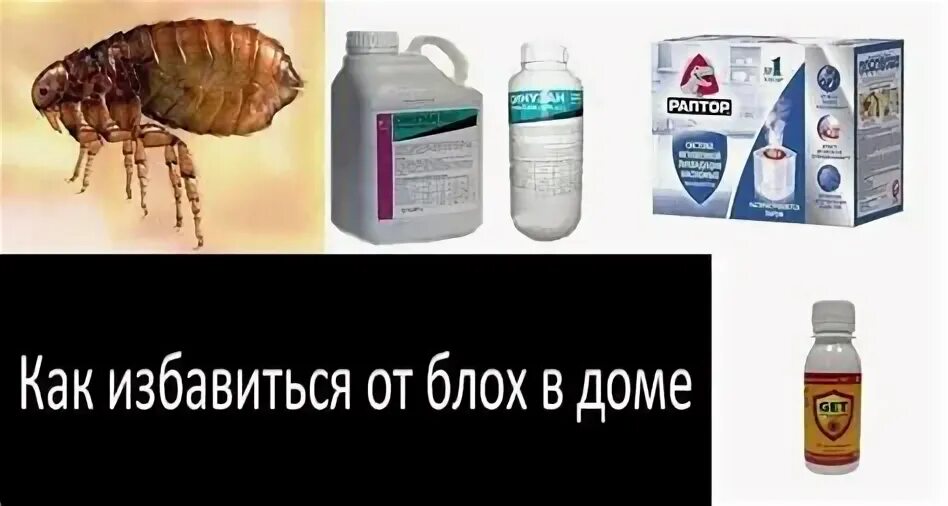 Чем травят земляных блох в доме. Средство от земляных блох. Чем травят земляных блох в доме. Блоха. Средство от земляных блох в квартире.