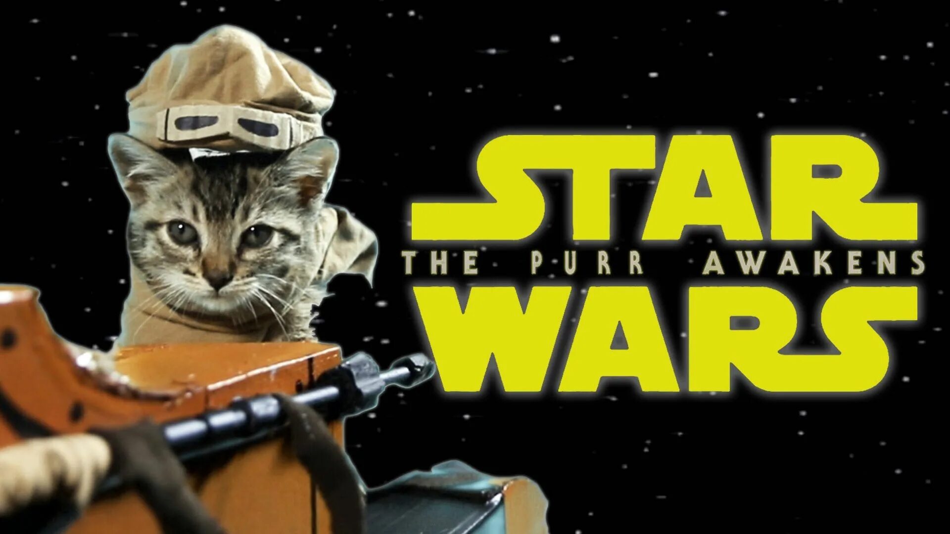 Cat stars игра. Звездные коты. Коты Звёздные войны. Star Wars кошка. Кошки Звездные войны звери.