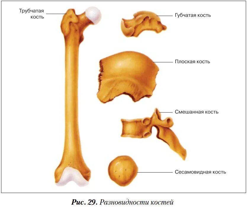 Отличить кость. Губчатые и трубчатые кости человека. Трубчатая кость и губчатая кость. Трубчатые губчатые плоские кости. Кости трубчатые губчатые плоские смешанные.