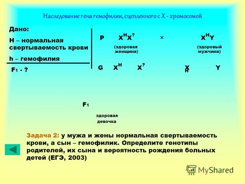 Генетические задачи. Гены сцепленные с х-хромосомой. Генетические задачи с х и у. Задачи на наследование. Гемофилия сцеплен с x хромосомой рецессивный