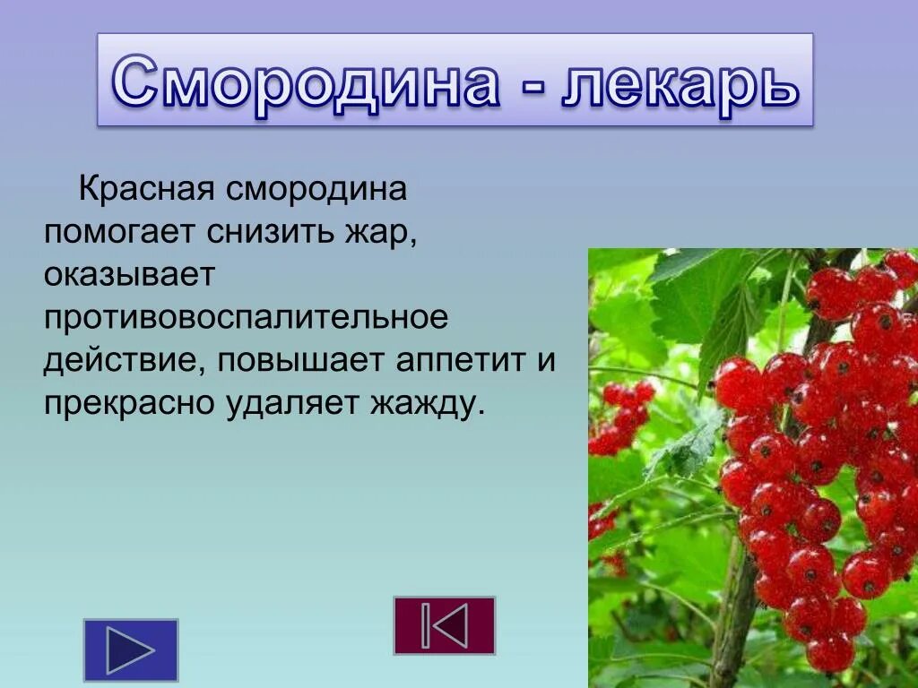 Смородина для презентации. Смородина лекарственное растение. Смородина описание для детей. Информация о кустарнике смородина. Крыжовник словосочетание