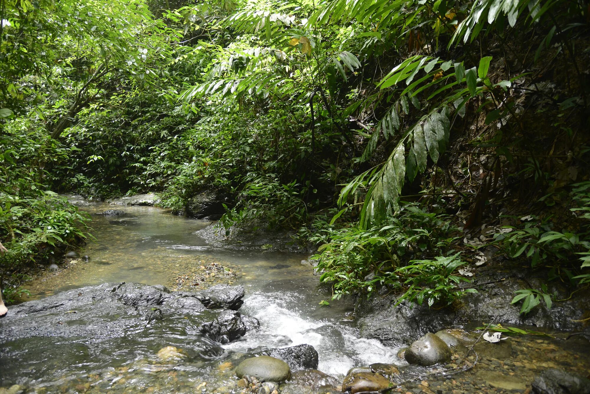 Jungle river