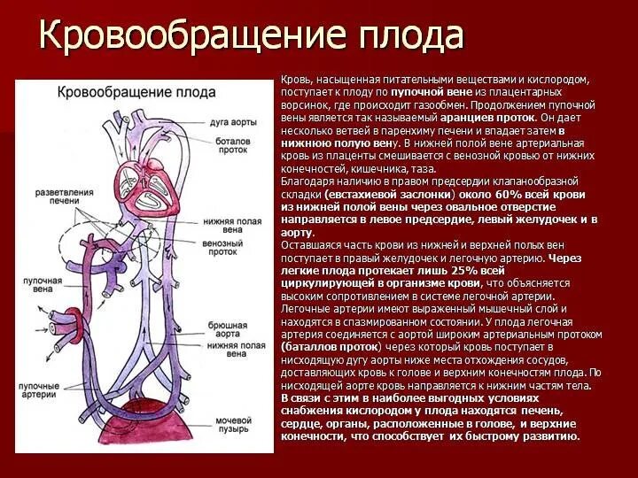 От легких по сосудам течет кровь насыщенная