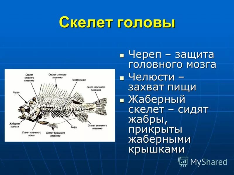 Жизнедеятельность рыб 7 класс