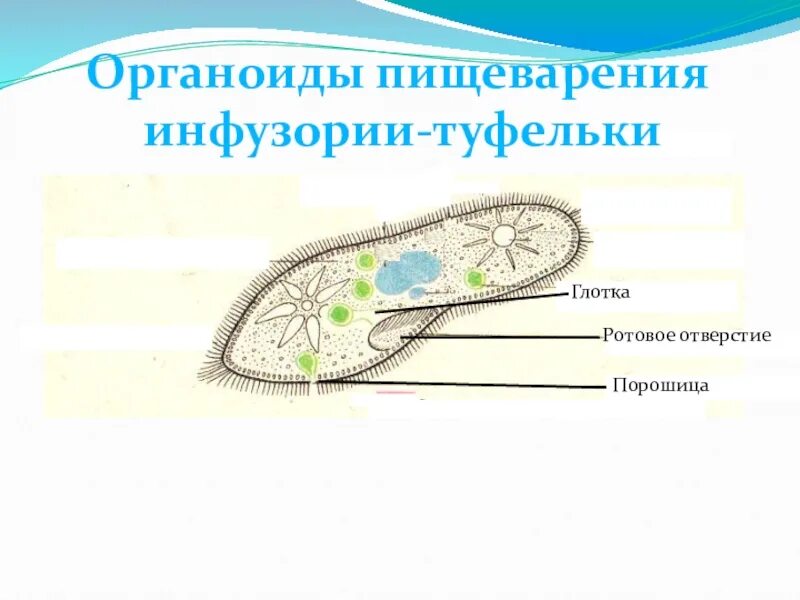 Инфузория туфелька какой органоид