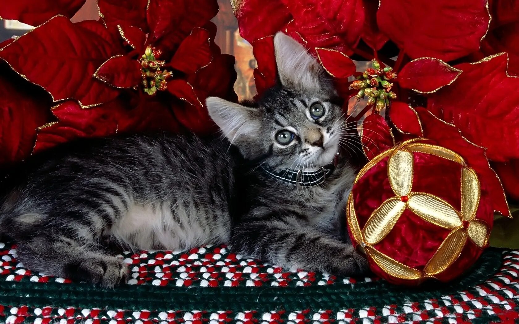 Кошечка последний. Новогодний котик. Красивые кошки. Новогодние котики картинки. Фото кошечек.