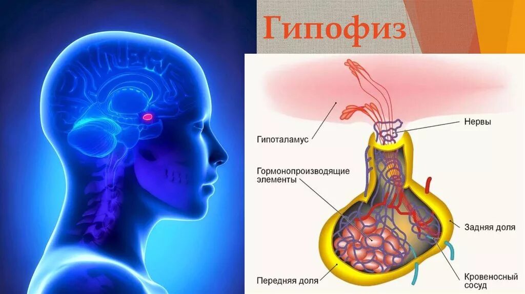 Место гипофиза. Гипофиз гипофиз гипоталамус. Гипофиз гипоталамус шишковидная железа. Гипоталамус аденогипофиз нейрогипофиз. Гипофиз – расположение, доли. Гормоны гипофиза..