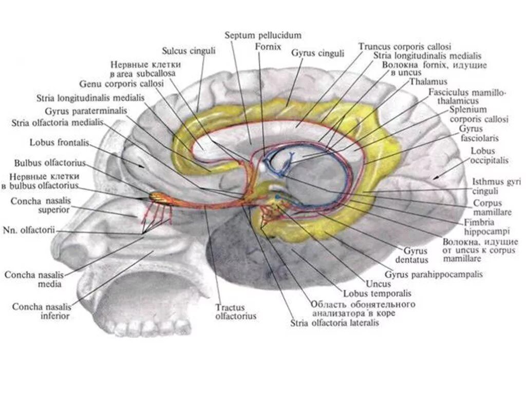 Обонятельное ядро. Обонятельный тракт анатомия. Путь обонятельного нерва анатомия. Обонятельный нерв анализатор. Обонятельный проводящий путь схема.