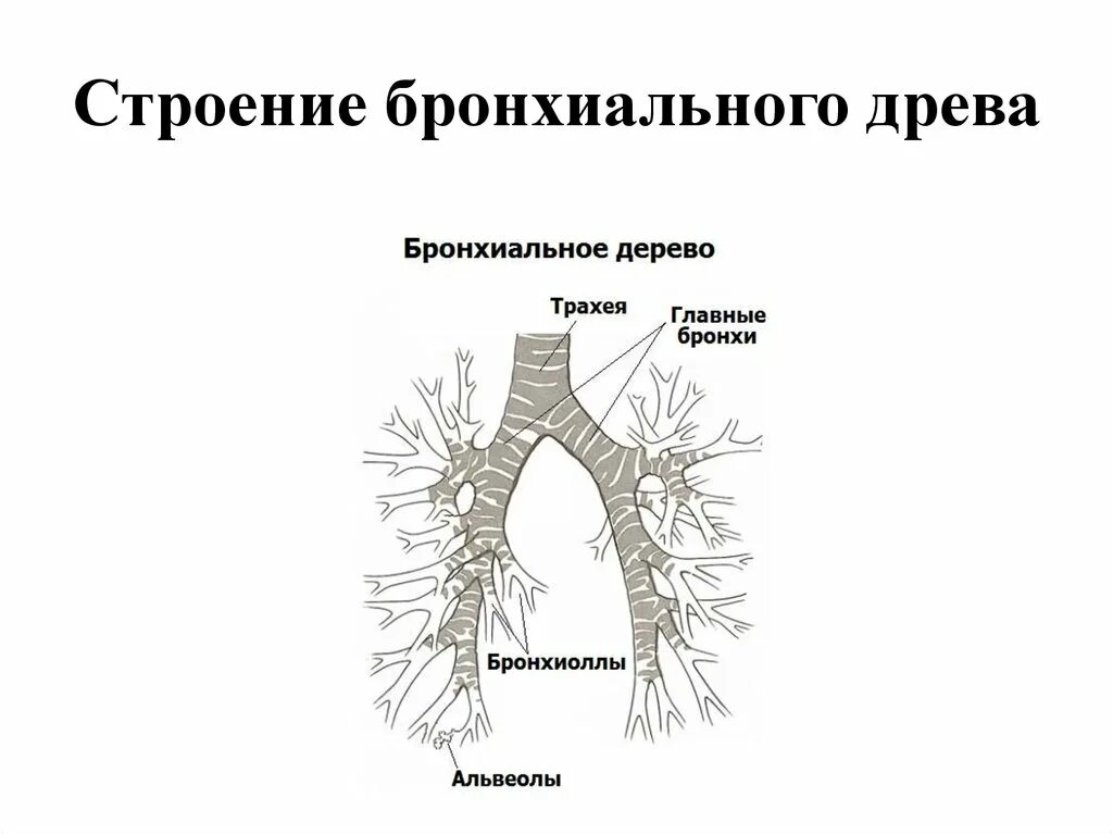 Трахея бронхи бронхиальное дерево. Бронхи строение бронхиальное дерево. Строение бронхиального дерева анатомия. Трахея бронхиальное дерево строение.