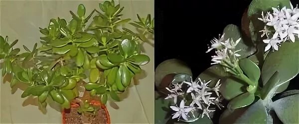 Денежное дерево простое или сложное