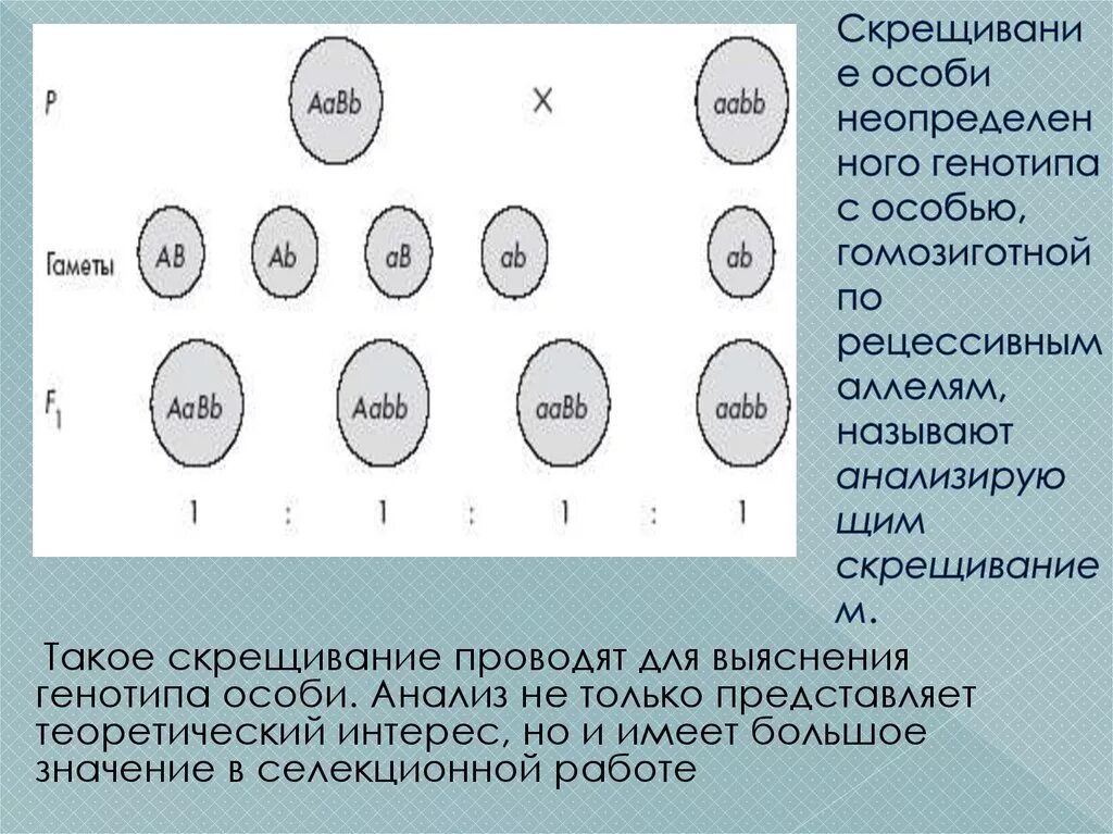 Гомозиготной особью можно. Дигомозиготная рецессивная особь. Гомозиготная особь по рецессивным признакам. Название генотипов особей. Генотипы гомозиготных особей по рецессивному признаку.