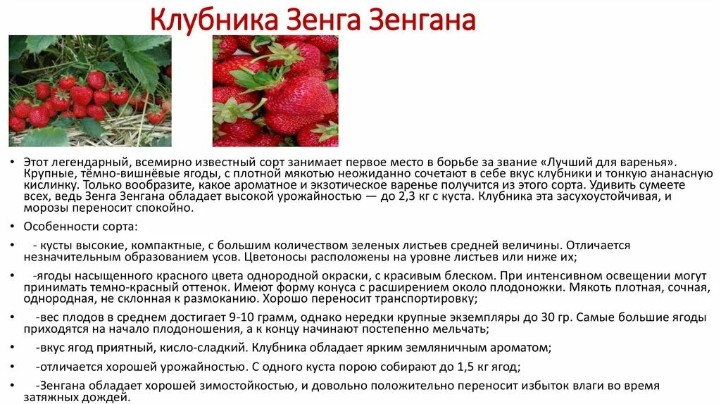 Земляника садовая Зенга Зенгана