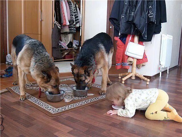 У собак есть дети. Собака воспитывает ребенка. Ребенок ест из миски собаки. Ребёнок из собачей миски. Семья с собакой.
