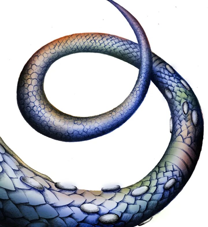 хвост дракона. хвост дракона. хвосты драконов. змея для фотошопа. хвосты драконов.