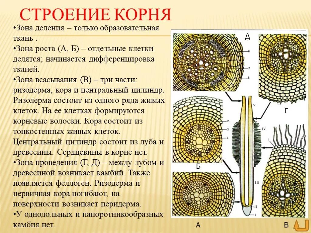 Центральный цилиндр корня. Первичное строение корня образовательная ткань. Структура внутреннего строения корня. Внутреннее строение корня поперечный срез.