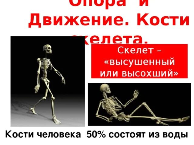 Движение костей человека. Скелет как опора. Кость состоит из 50 % воды. На уроке биологии костя