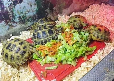 Какие овощи можно черепахам
