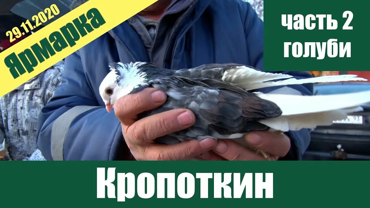 Ярмарка голубей в Кропоткине. Выставка голубей в Кропоткине. Москва птичий рынок голуби. Рынок голубей в Кропоткине.