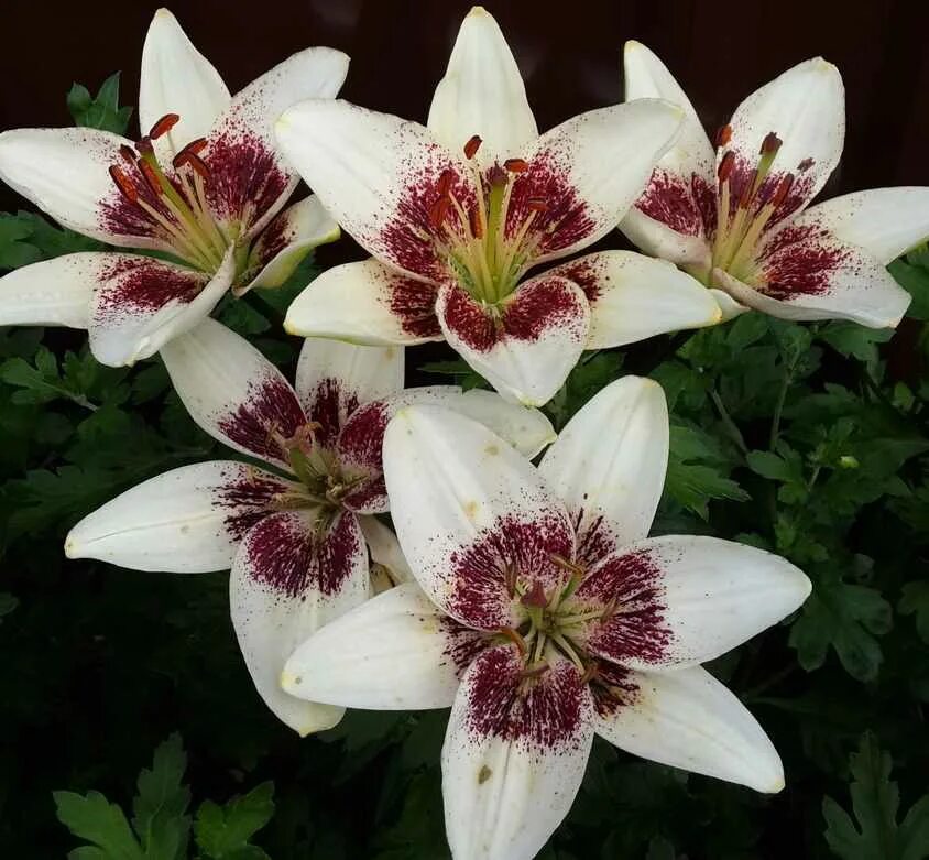 Сорт лилии лоллипоп. Азиатские сорта. Лилия азиатская пурпл ай. Лилия азиатская навидад. Лилия азиатская дименсион.