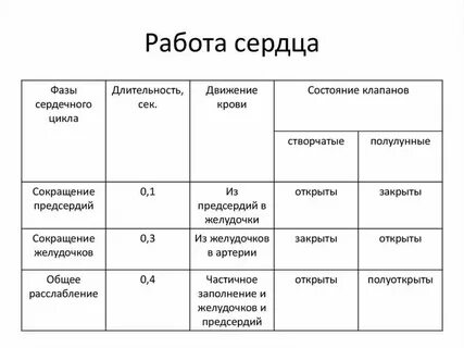 Работа сердца человека таблица