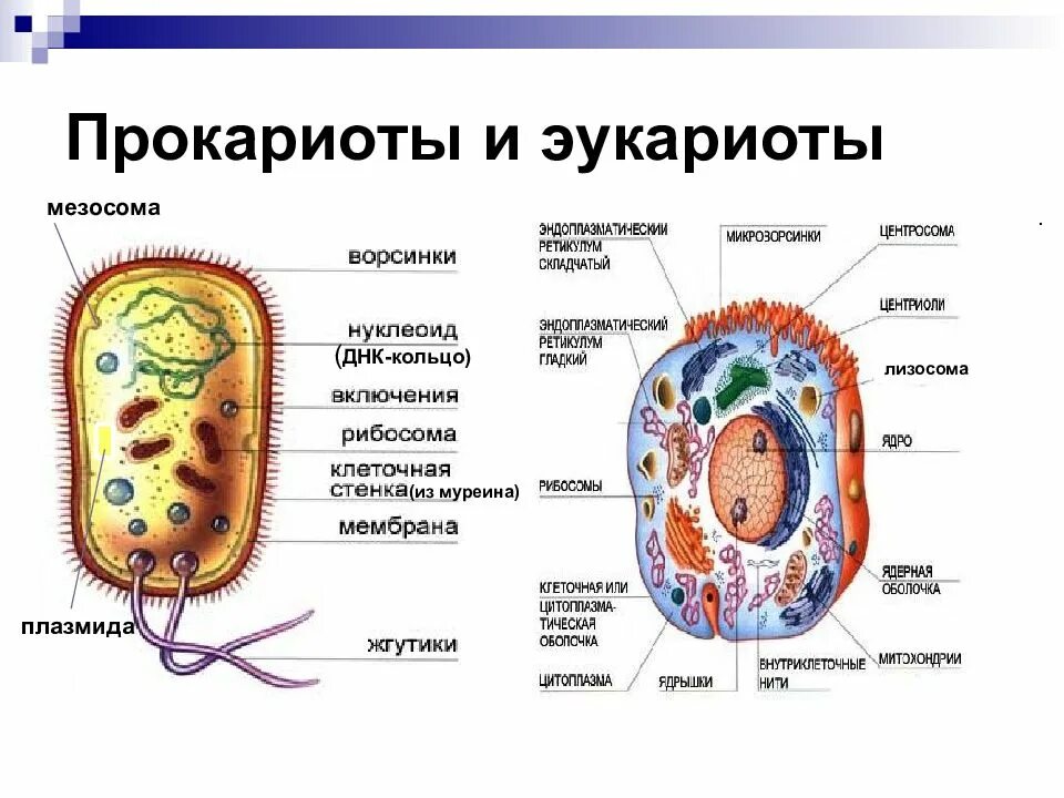 Клеточная биология прокариотов и эукариотов