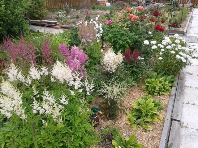 Photo Offre spéciale de 4 Astilbes (1 rouge +1 blanche + 1 rose + 1 lilas) Arbus