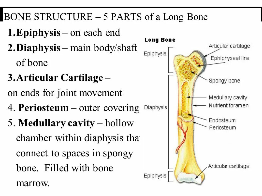 Parts of Bone. Bone structure. Bone structure Worksheet. Structure of long Bone.. Карта bones