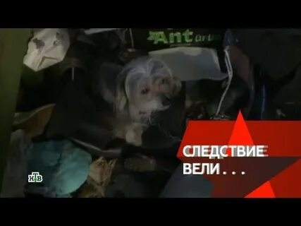 Следствие виде