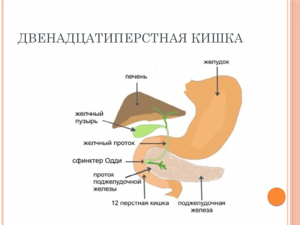 Двенадцатиперстная кишка процесс пищеварения. Постбульбарный отдел 12 перстной кишки. Двенадцатиперстная кишка отделы анатомия. Процесс пищеварения в 12 перстной кишки. Строение пищеварительной системы двенадцатиперстная кишка.