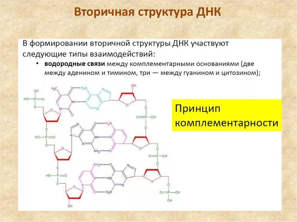 Какая формула молекулы днк. Строение вторичной структуры ДНК. Вторичная структура ДНК формула структурная. Вторичная структура ДНК схема. ДНК формула первичное строение.